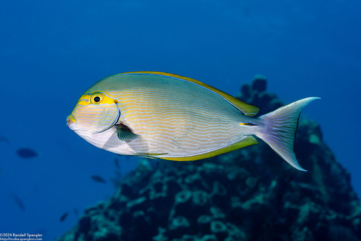 Acanthurus mata (Yellowmask Surgeonfish)