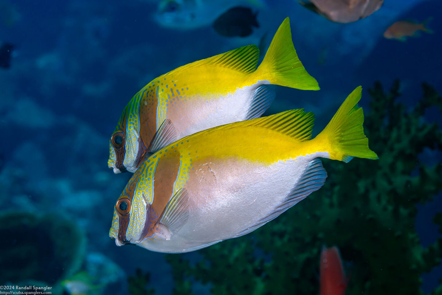 Siganus virgatus (Virgate Rabbitfish)