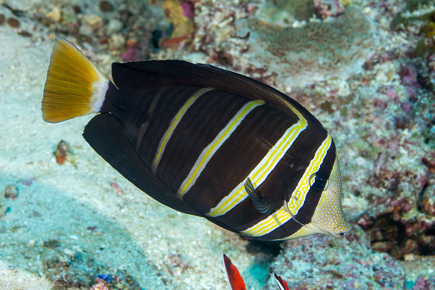 Zebrasoma veliferum (Pacific Sailfin Tang)