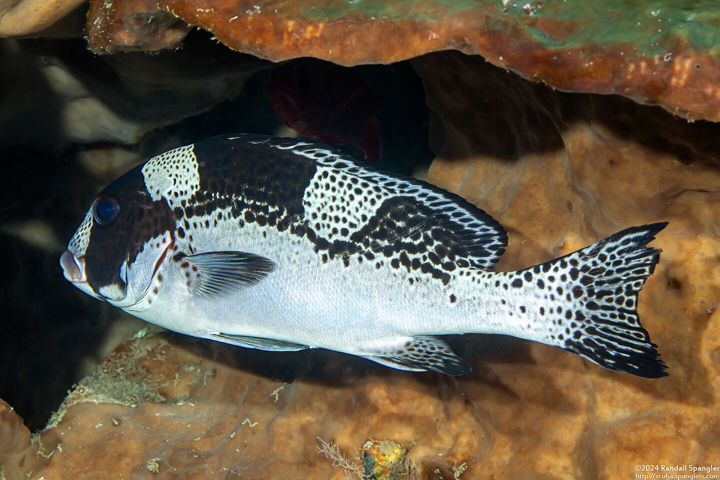 Plectorhinchus picus (Dotted Sweetlips)