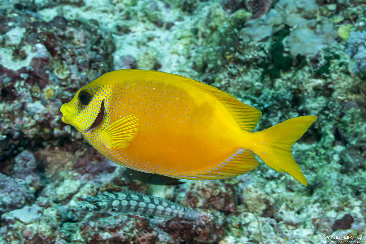 Siganus corallinus (Coral Rabbitfish)