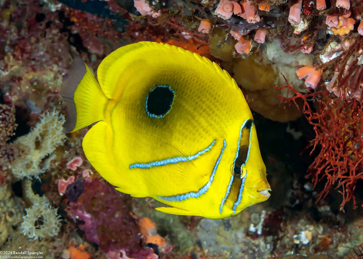 Chaetodon bennetti (Eclipse Butterflyfish)