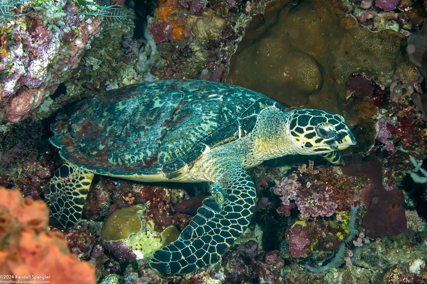 Eretmochelys imbricata (Hawksbill Turtle)