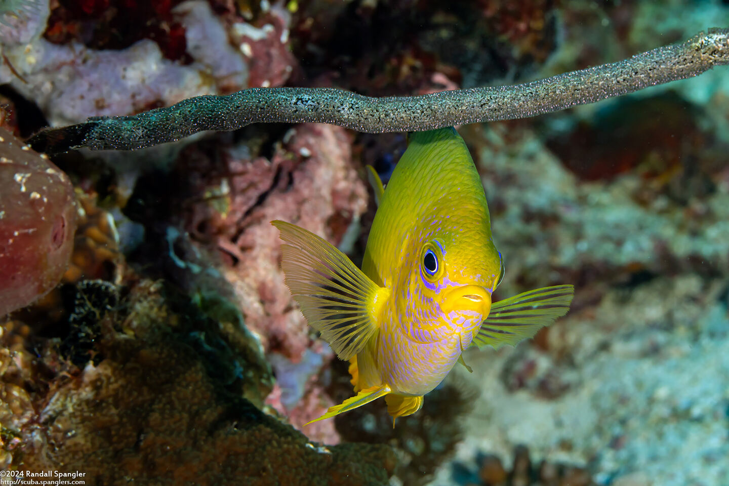 Amblyglyphidodon aureus (Golden Damsel); With eggs on gorgonian above