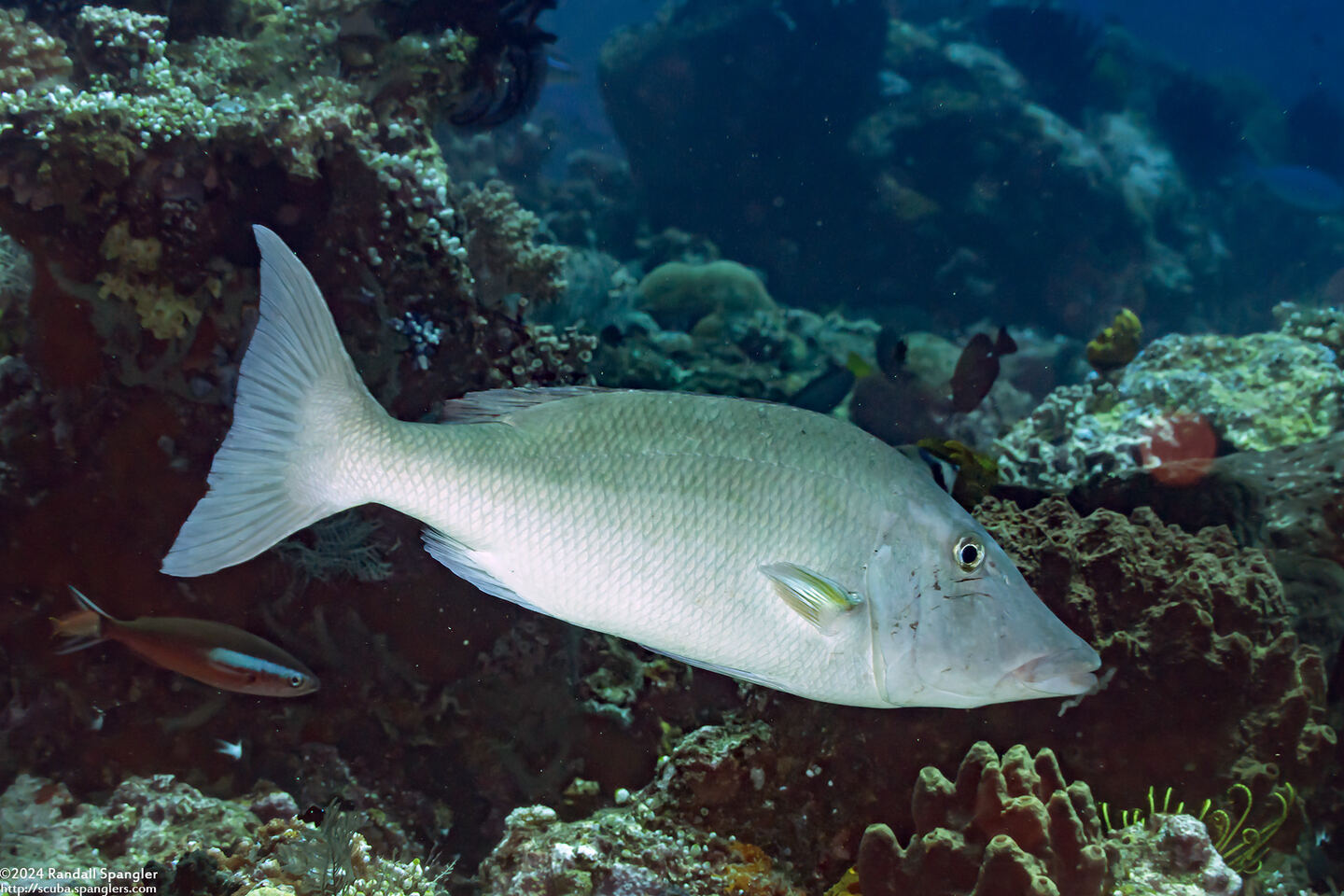 Lethrinus olivaceus (Longface Emperor)