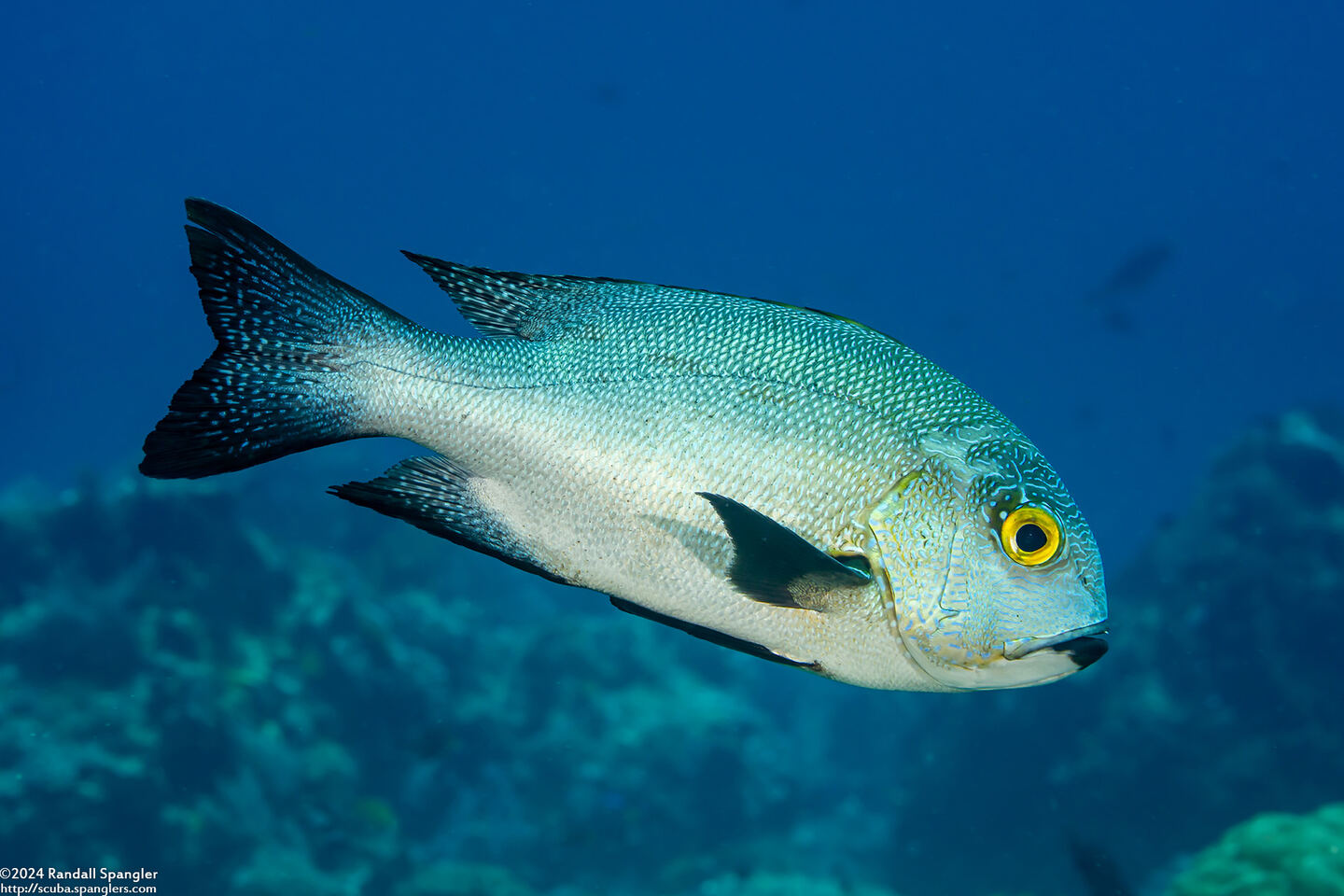 Macolor macularis (Midnight Snapper)