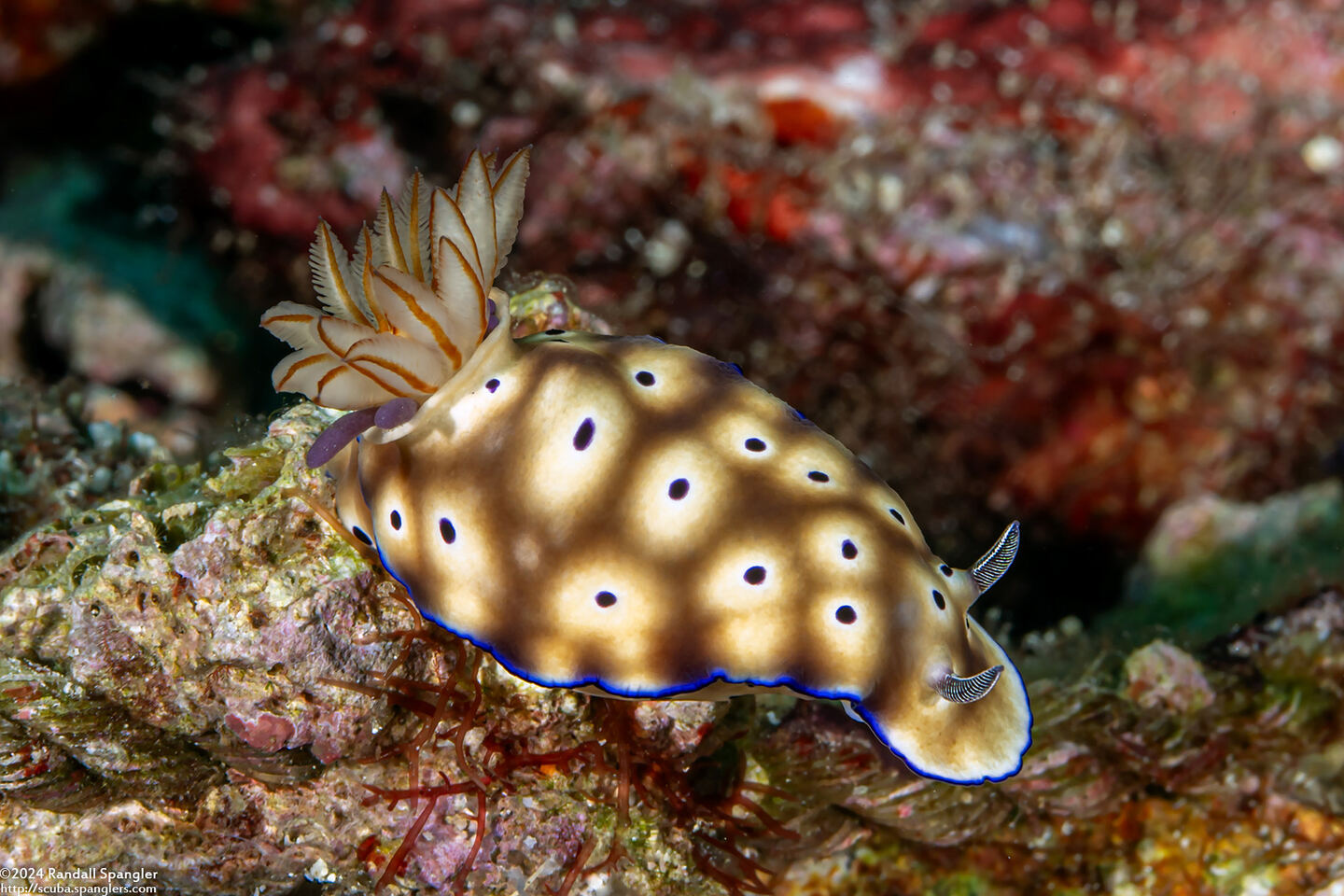 Hypselodoris tryoni (Tryon's Risbecia)