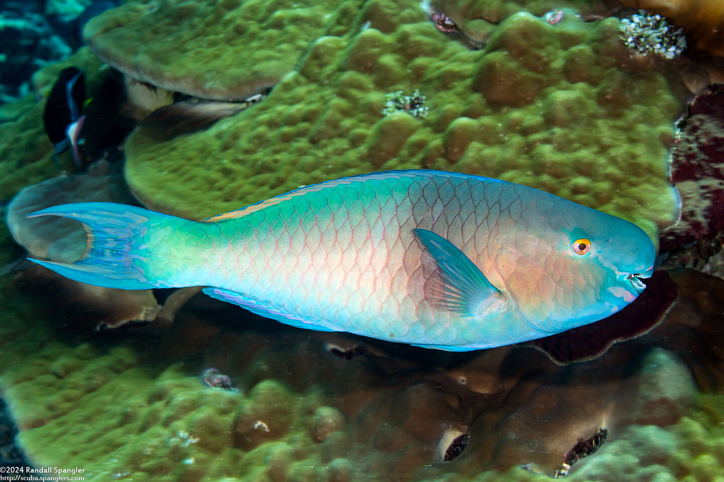 Scarus rubroviolaceus (Redlip Parrotfish)