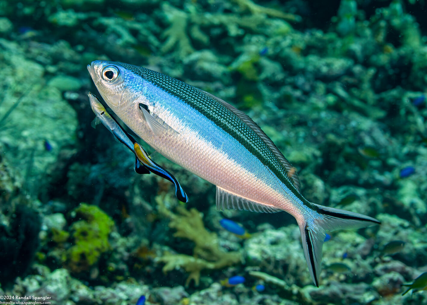 Labroides dimidiatus (Bluestreak Cleaner Wrasse)