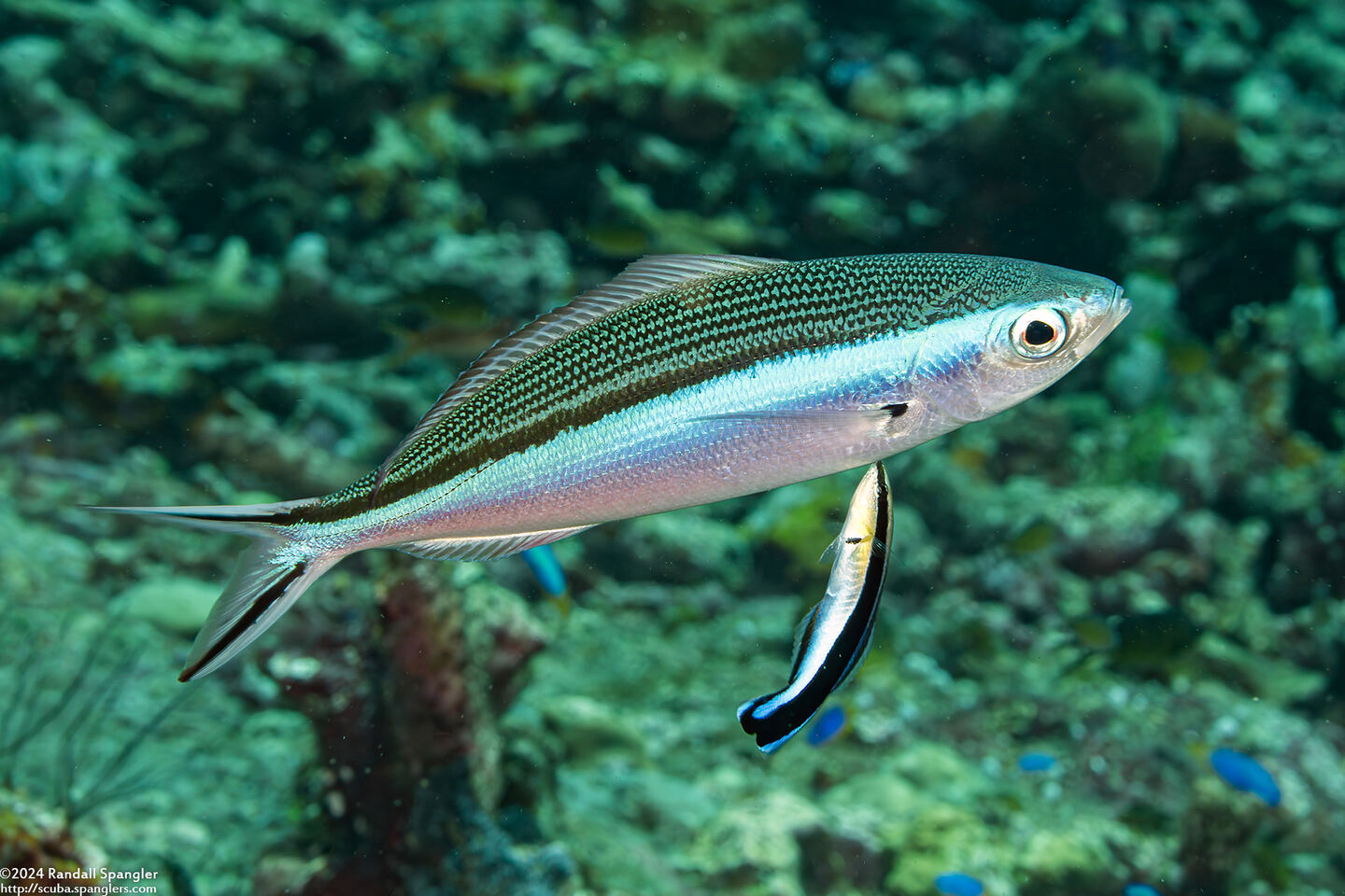 Labroides dimidiatus (Bluestreak Cleaner Wrasse)