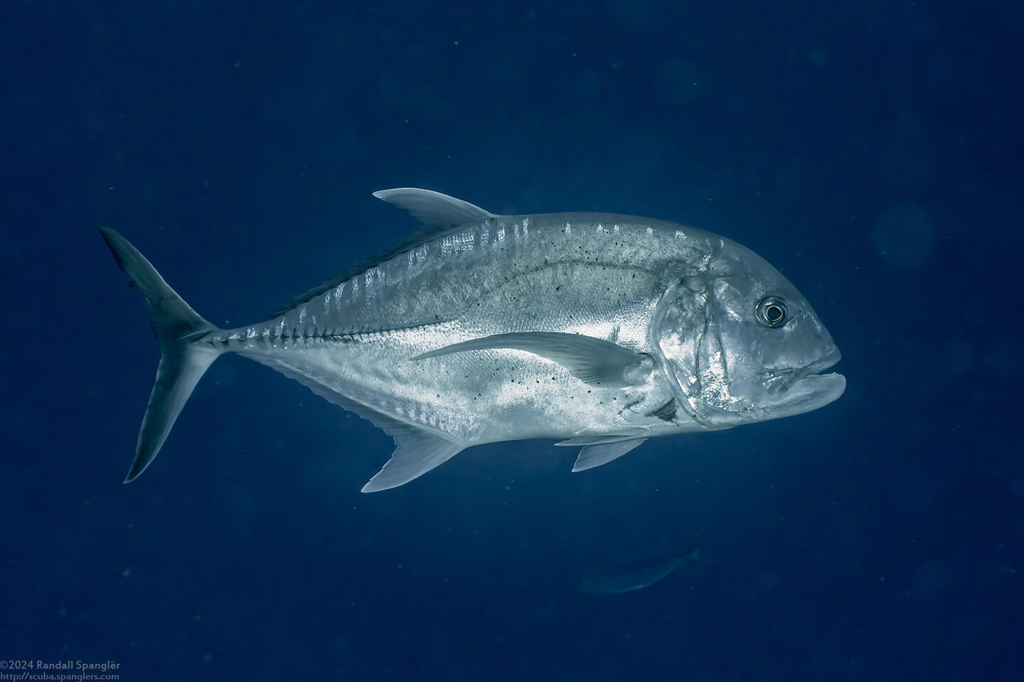 Caranx ignobilis (Giant Trevally)