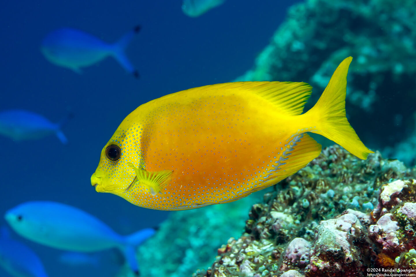 Siganus corallinus (Coral Rabbitfish)