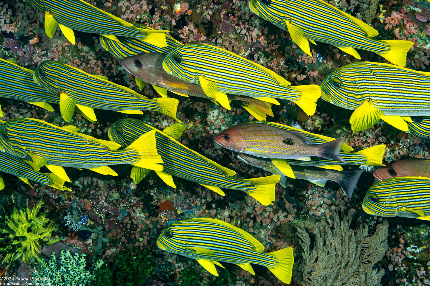 Plectorhinchus polytaenia (Ribbon Sweetlips)