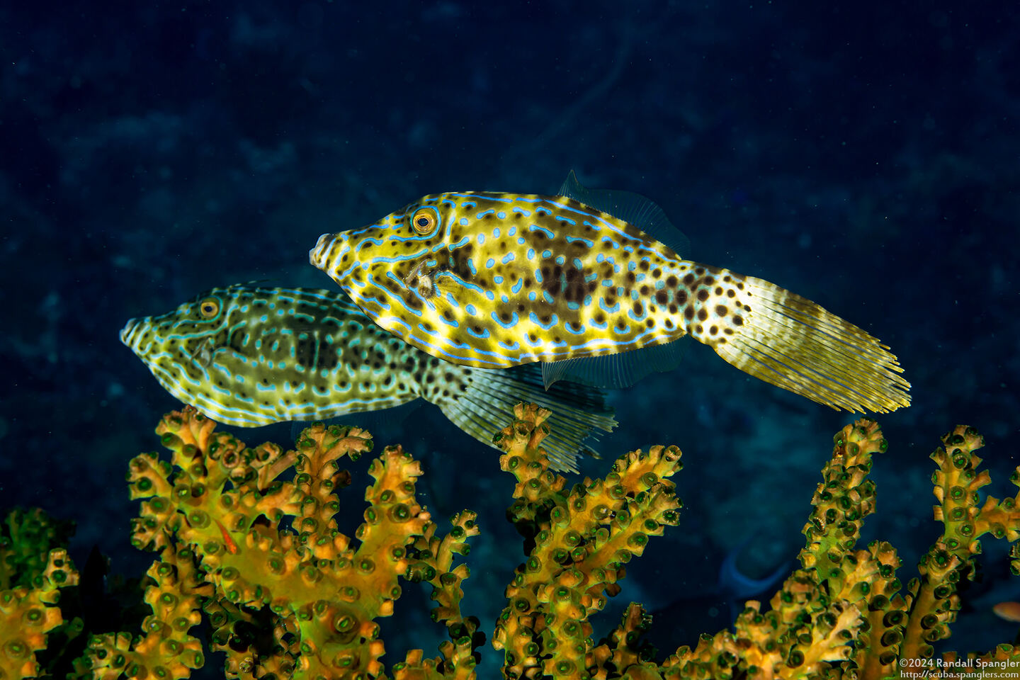 Aluterus scriptus (Scrawled Filefish)