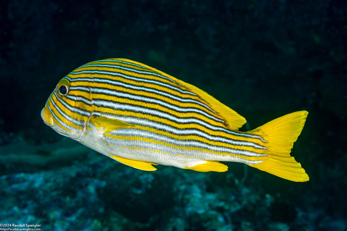 Plectorhinchus polytaenia (Ribbon Sweetlips)