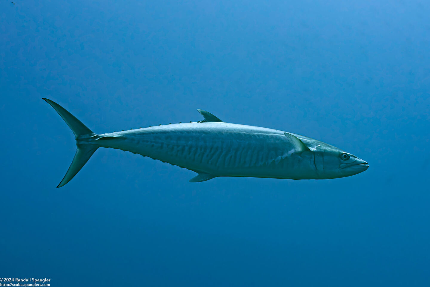 Scomberomorus commerson (Narrow-Barred Spanish Mackerel)