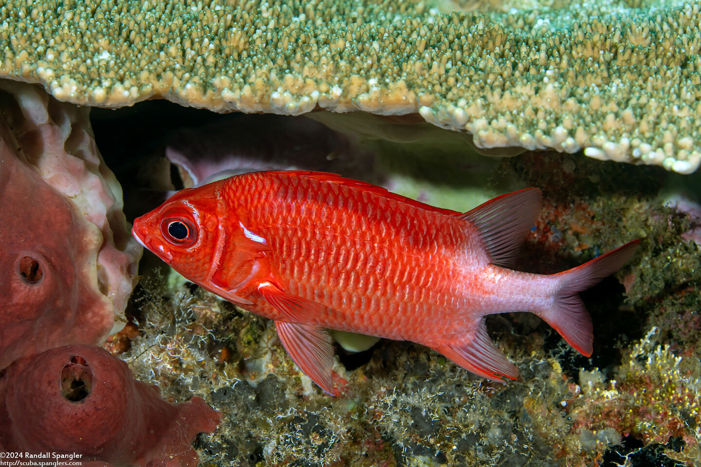 Sargocentron caudimaculatum (Tailspot Squirrelfish)