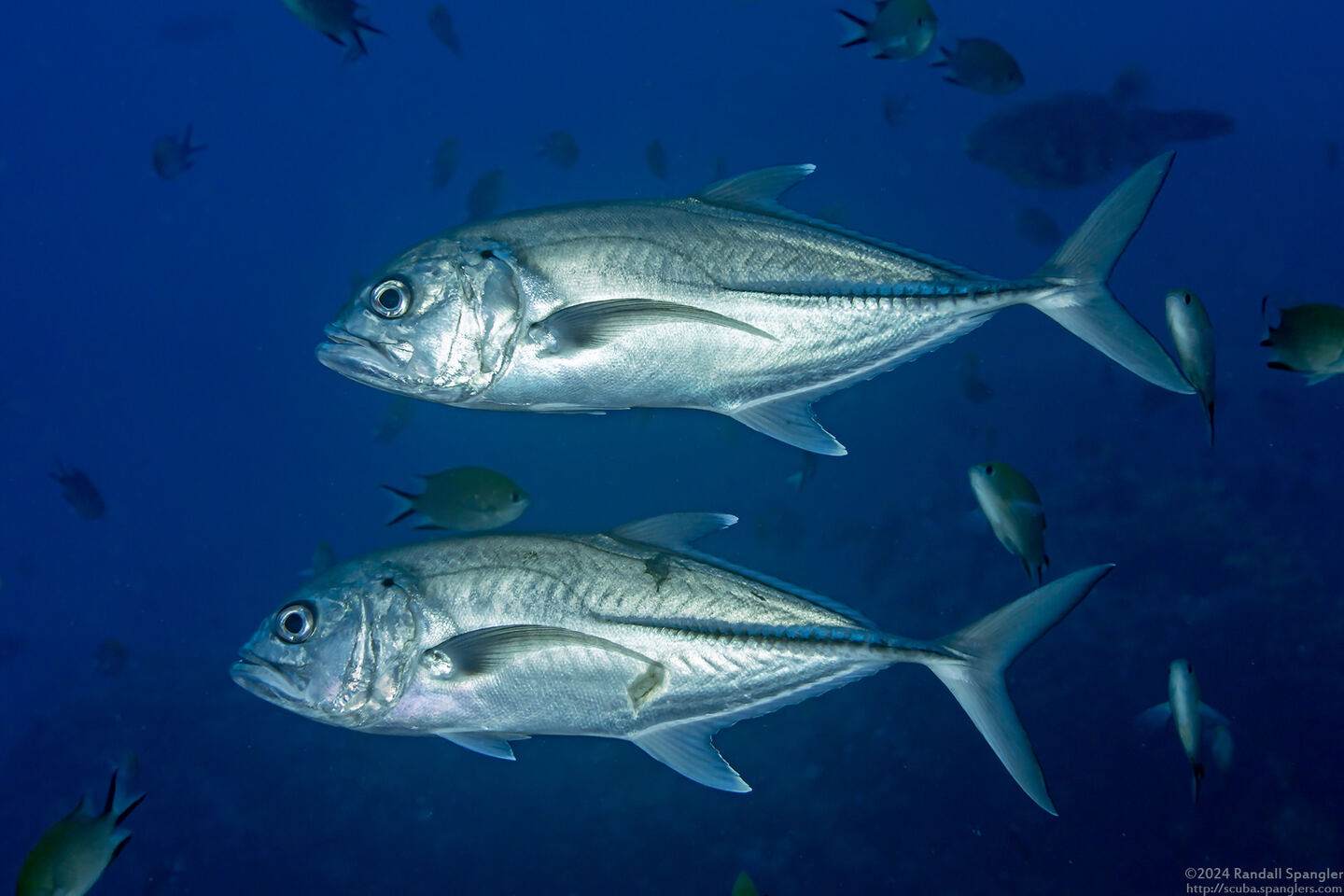 Caranx sexfasciatus (Bigeye Trevally)