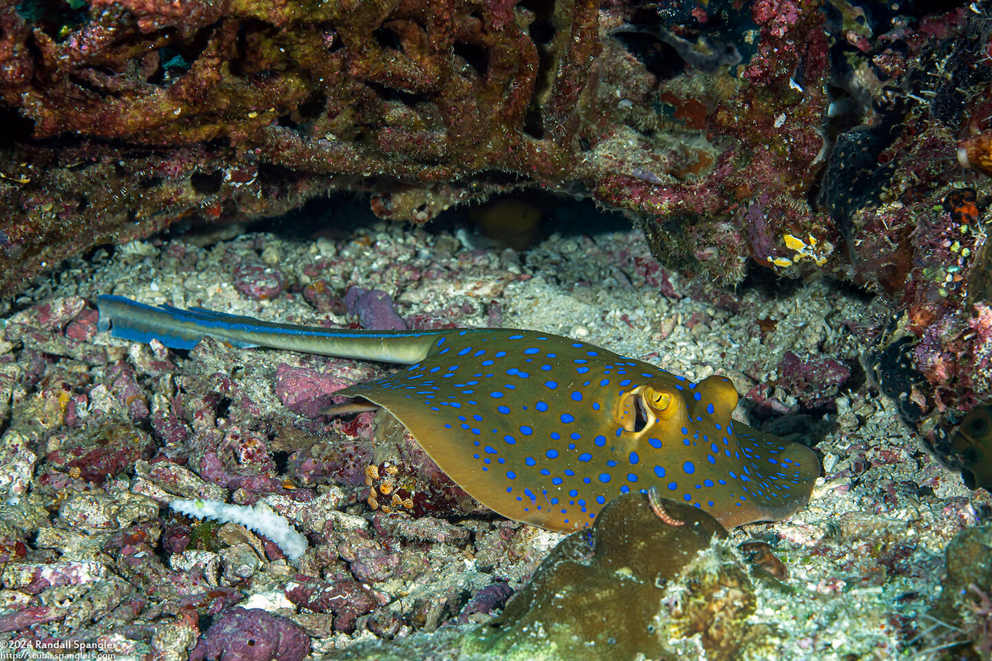 Taeniura lymma (Blue-Spotted Ribbontail Ray)