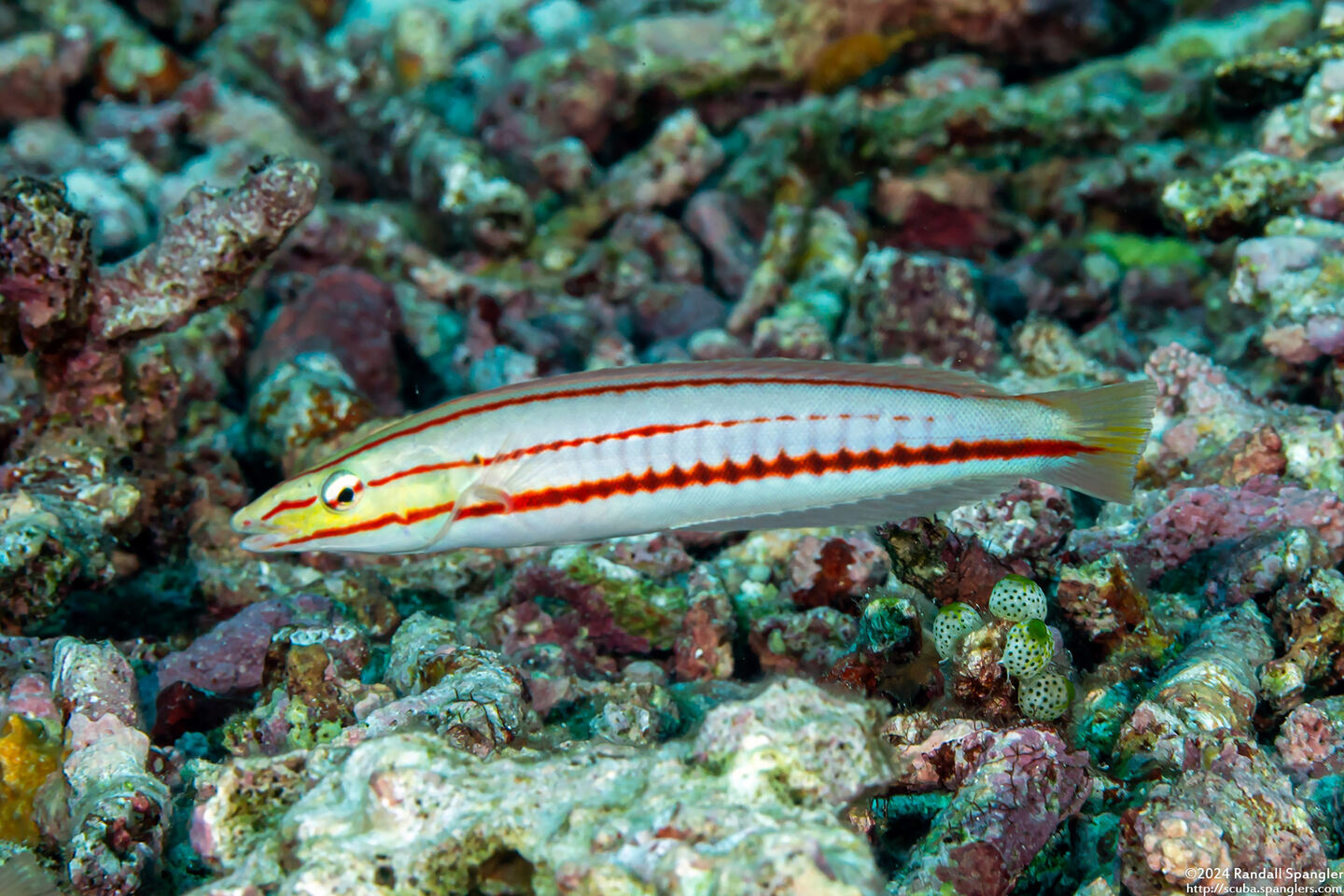 Hologymnosus doliatus (Pastel Ring Wrasse)