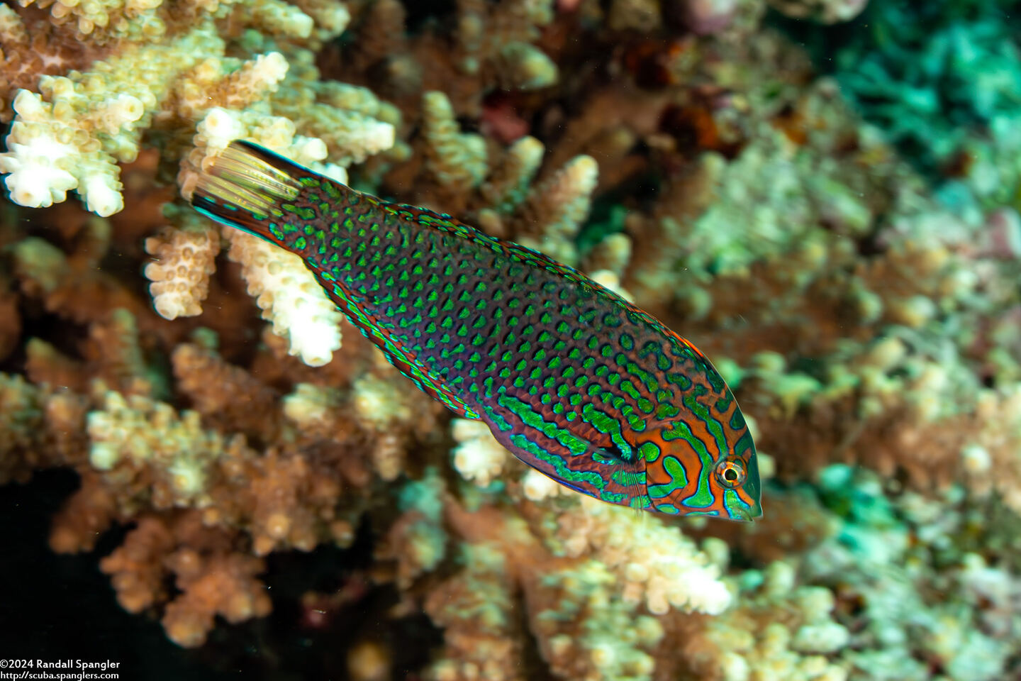 Macropharyngodon ornatus (Ornate Leopard Wrasse)