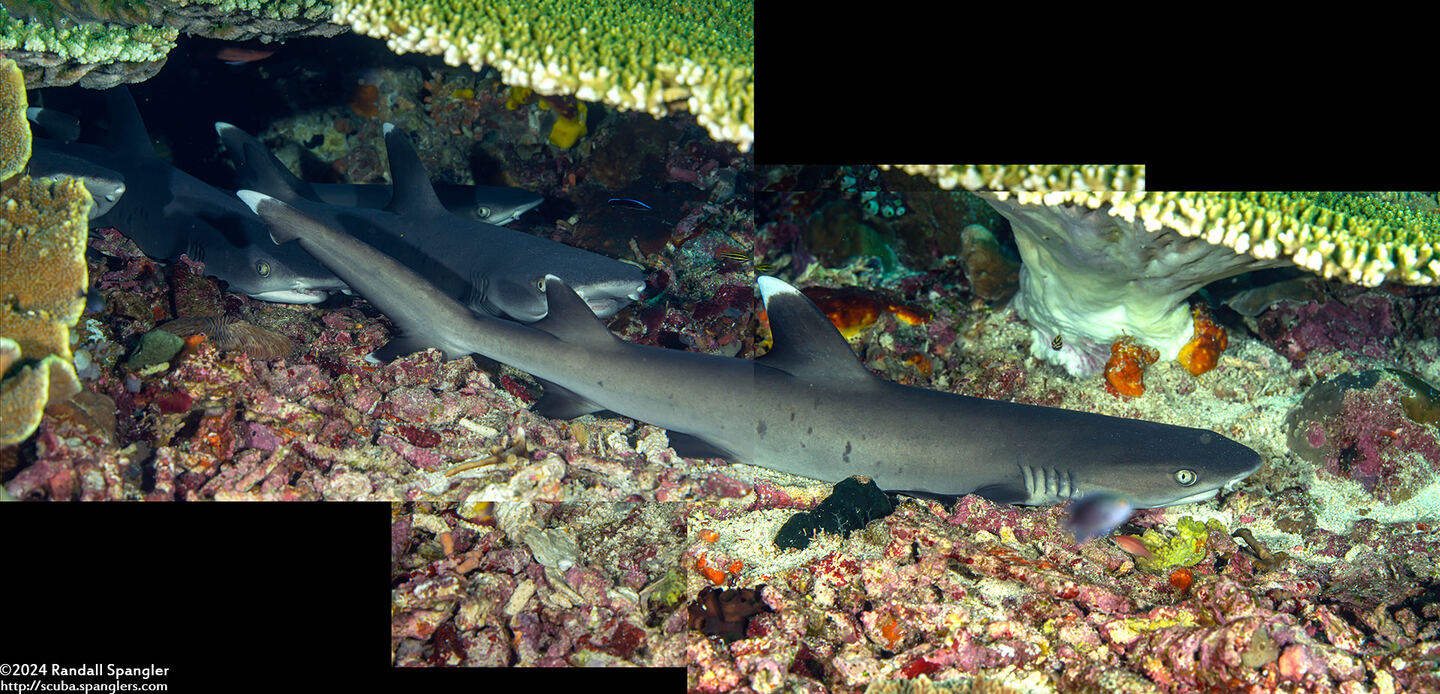 Triaenodon obesus (Whitetip Reef Shark)