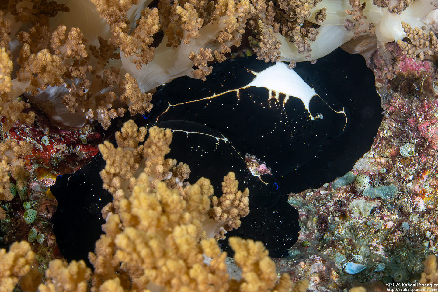 Ovula ovum (Common Egg Cowry)