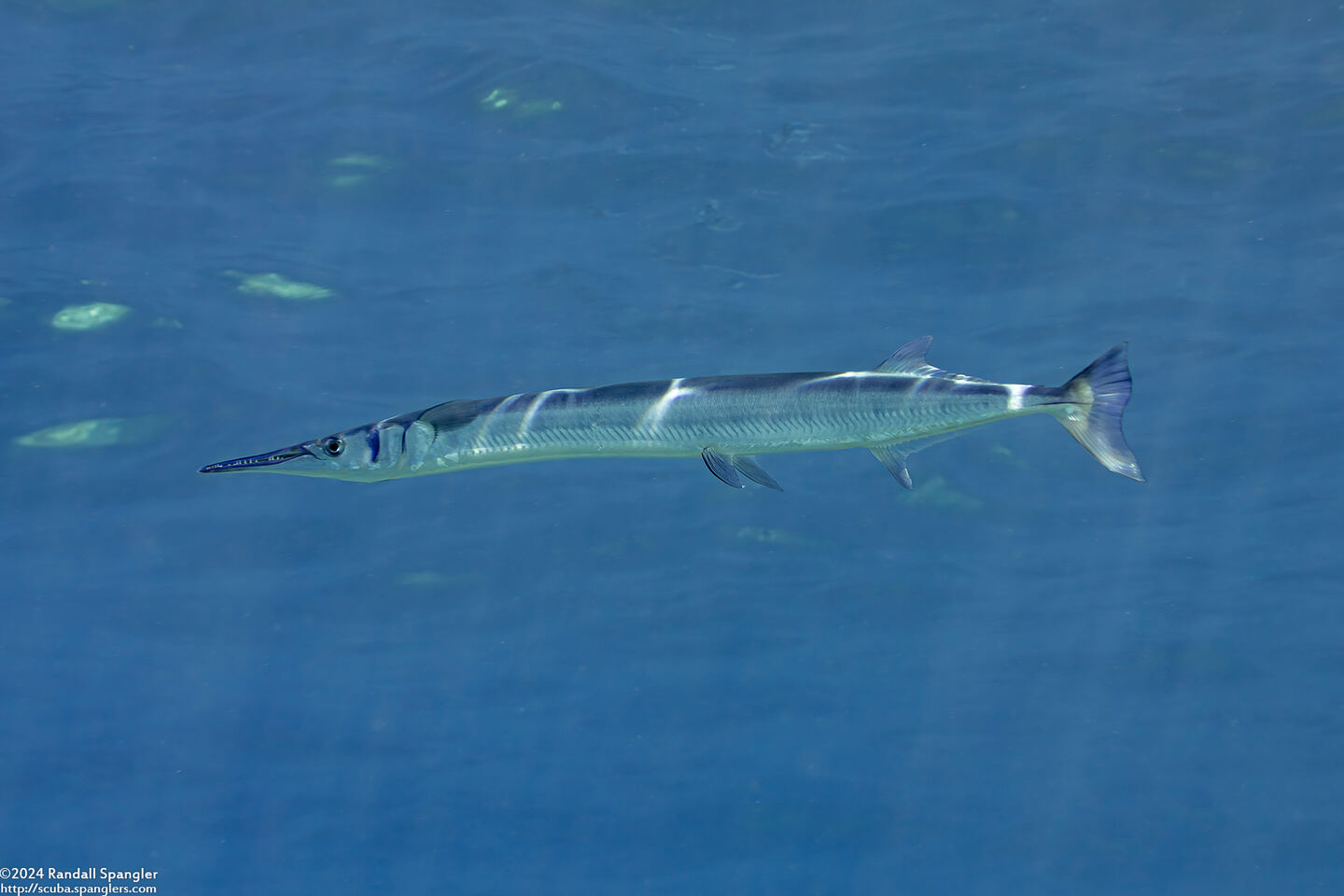 Tylosurus crocodilus (Houndfish)