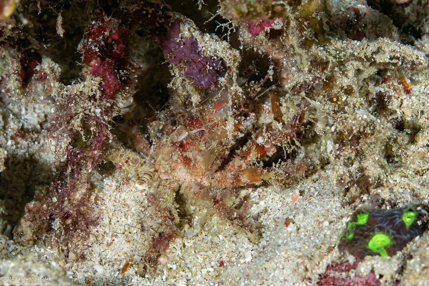 Tiarinia sp.1 (Red-Eyed Decorator Crab)