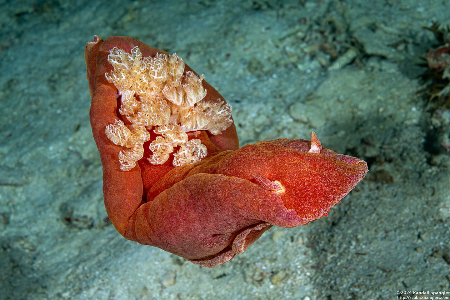 Hexabranchus lacer (Spanish Lace Dancer)