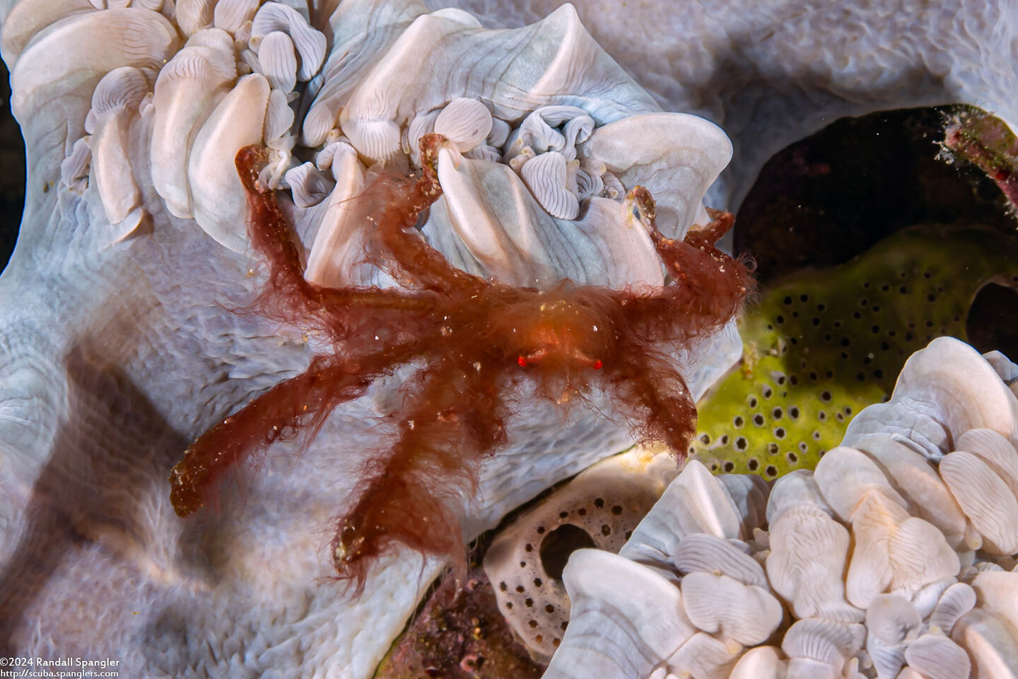 Oncinopus sp.1 (Orangutan Crab)