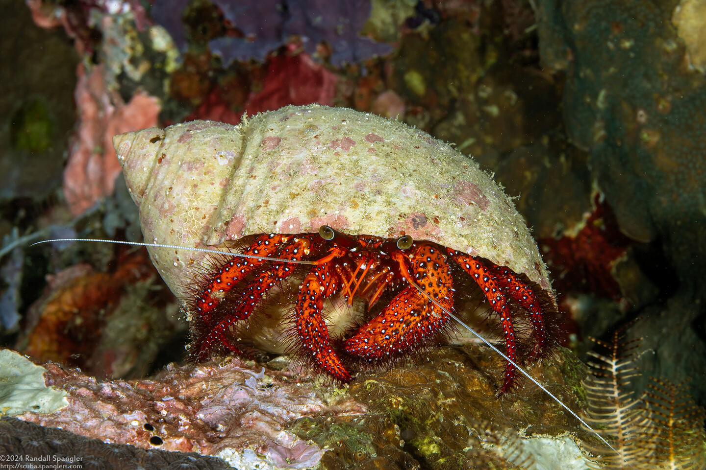 Dardanus megistos (White-Spotted Hermit Crab)