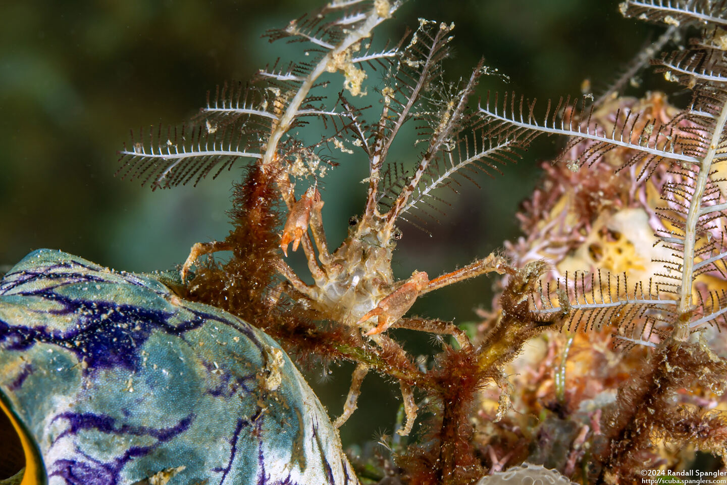 Naxioides robillardi (Black Horn Hydroid Crab)