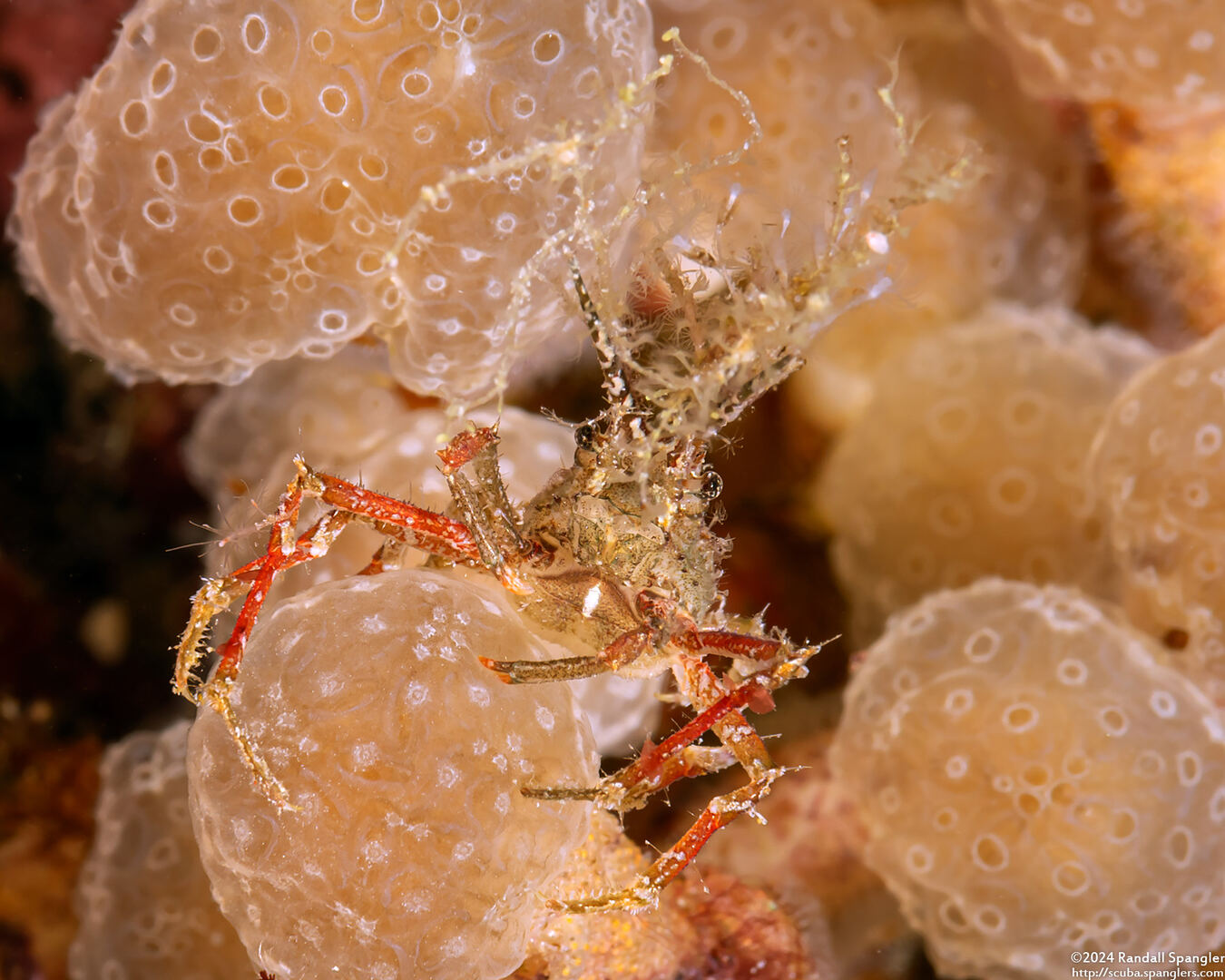 Naxioides robillardi (Black Horn Hydroid Crab)