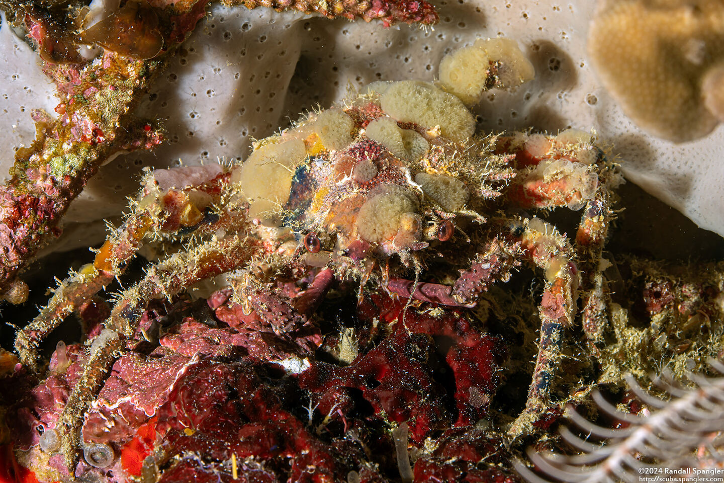 Tiarinia sp.1 (Red-Eyed Decorator Crab)