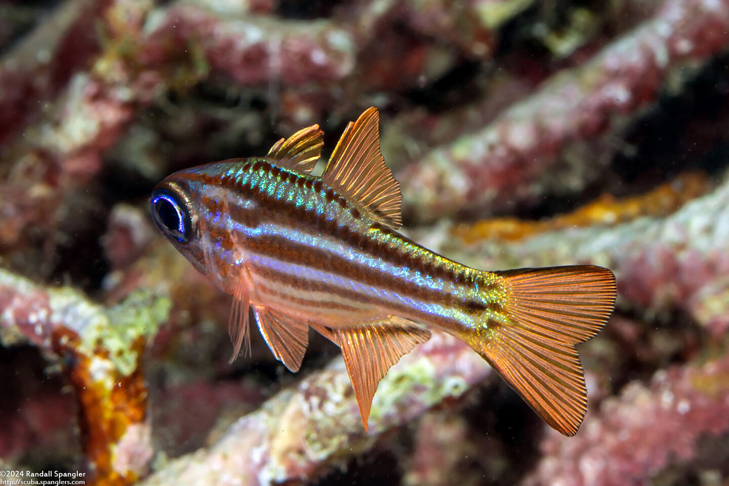 Ostorhinchus compressus (Splitband Cardinalfish)