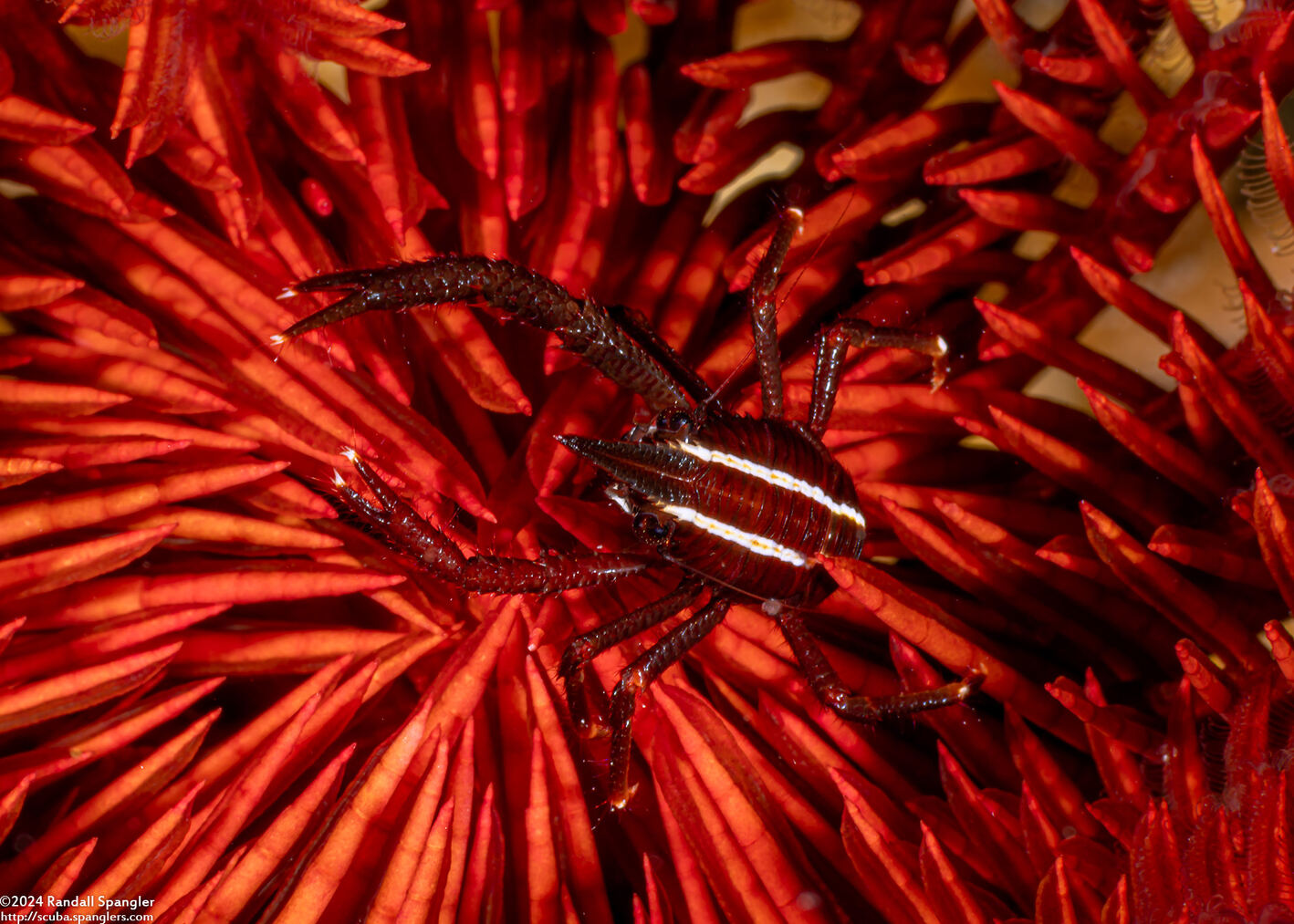 Allogalathea elegans (Elegant Crinoid Squat Lobster)