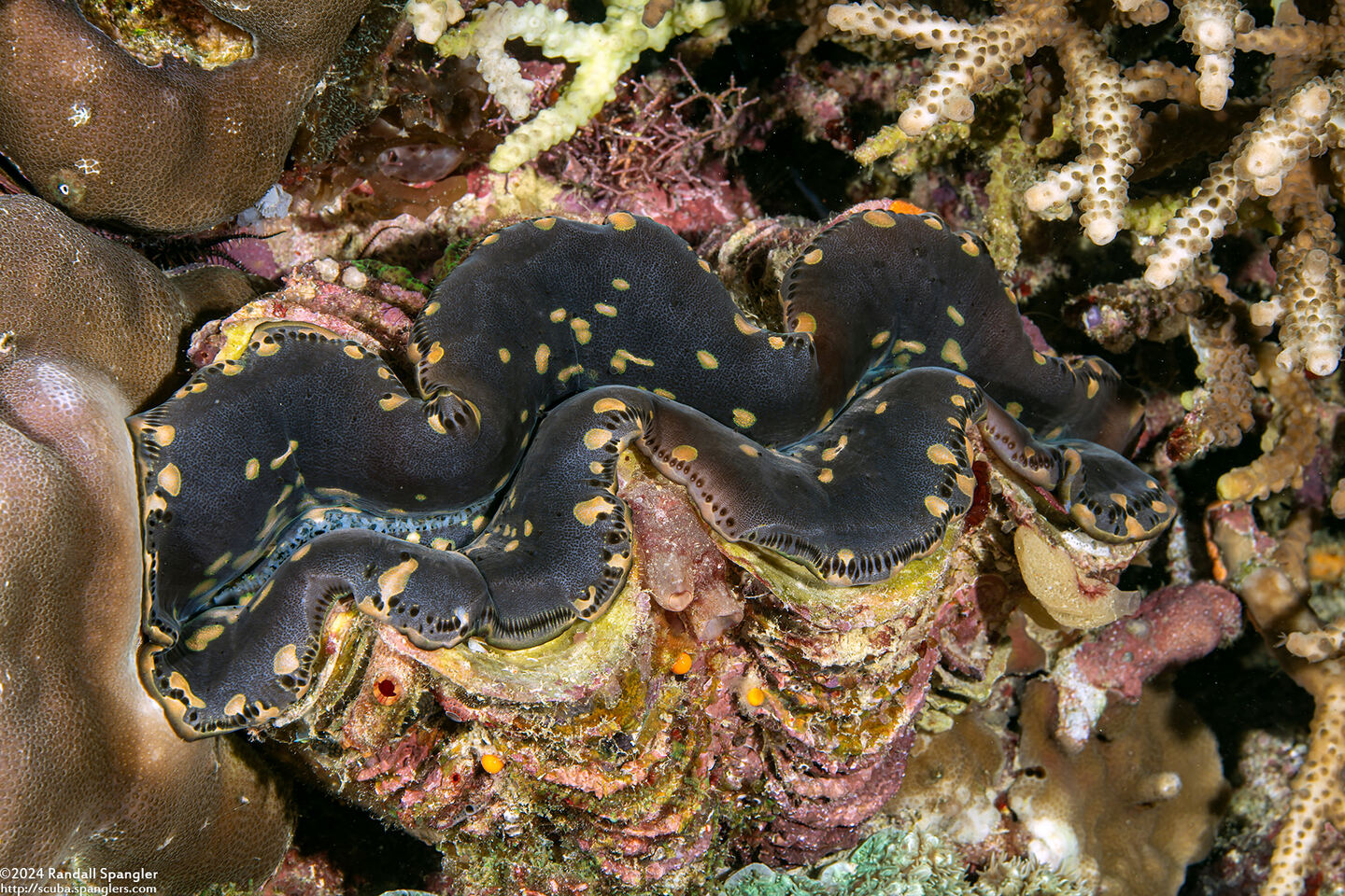 Tridacna squamosa (Fluted Giant Clam)