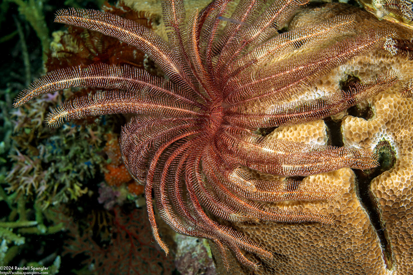 Stephanometra sp.2 (Turnip Feather Star)