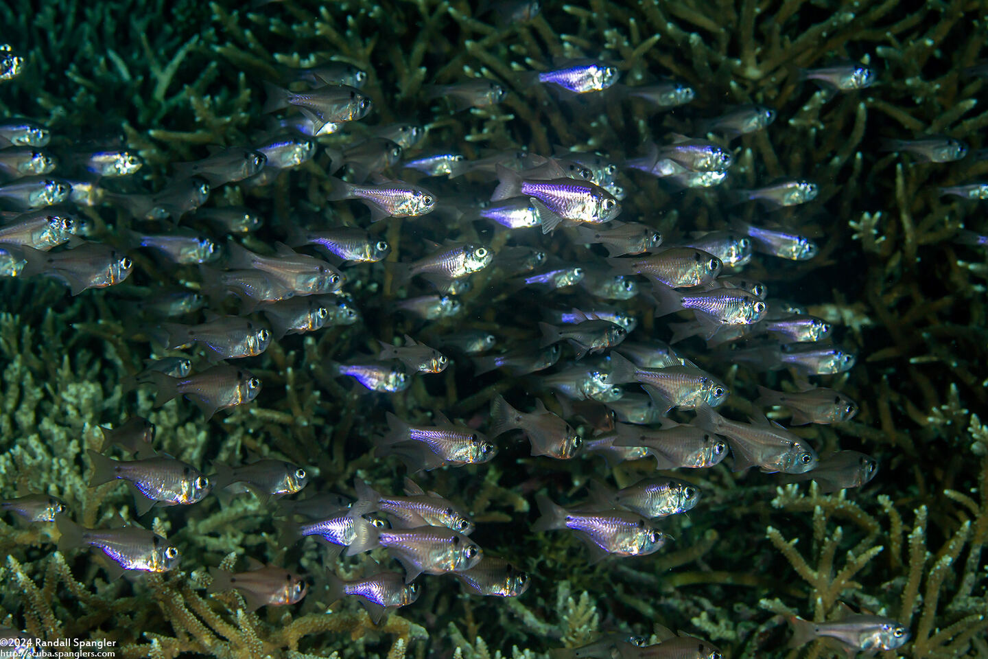 Taeniamia biguttata (Twinspot Cardinalfish)