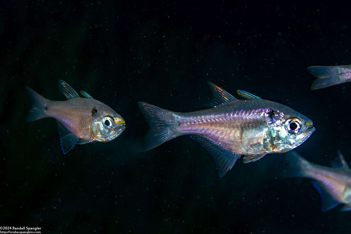 Taeniamia biguttata (Twinspot Cardinalfish)