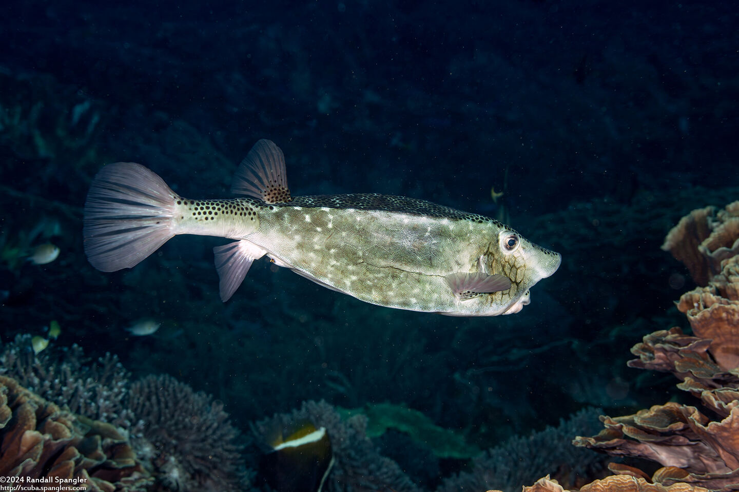 Ostracion rhinorhynchos (Horn-Nosed Boxfish)