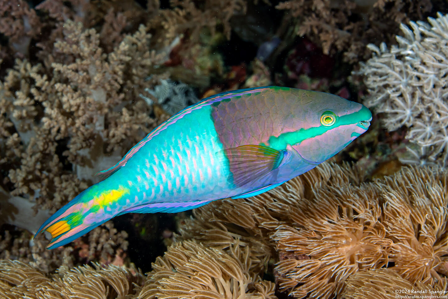 Scarus flavipectoralis (Yellowfin Parrotfish)