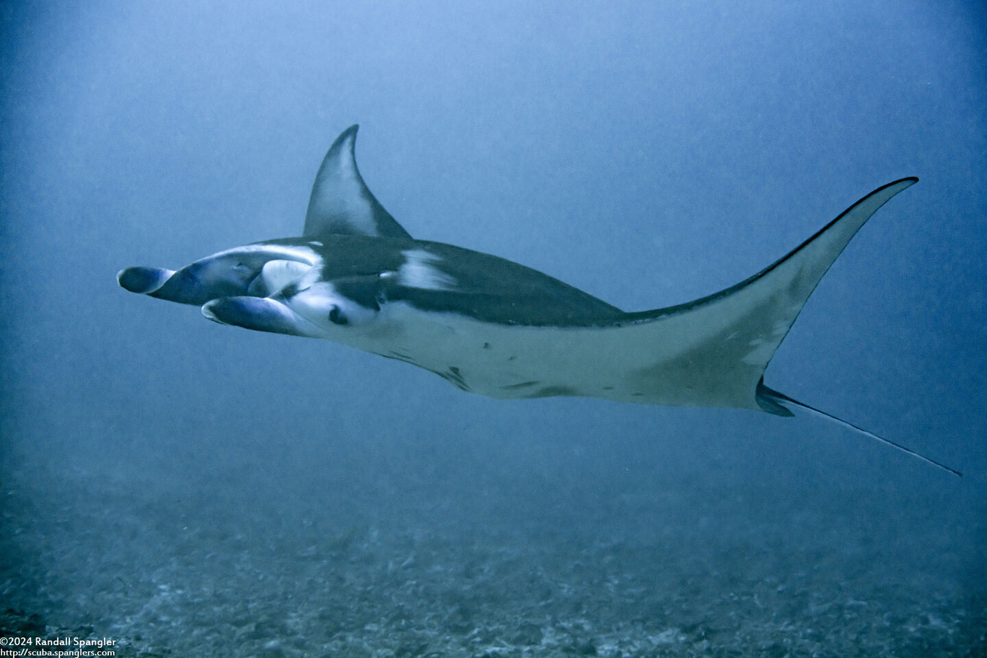 Mobula alfredi (Coastal Manta Ray)