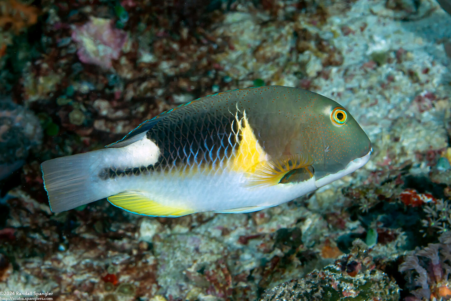 Choerodon anchorago (Anchor Tuskfish)