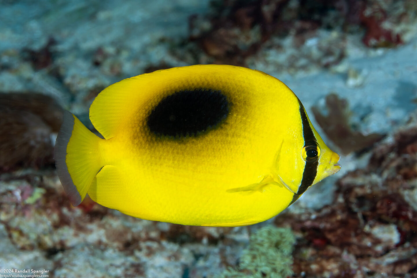 Chaetodon speculum (Oval-Spot Butterflyfish)