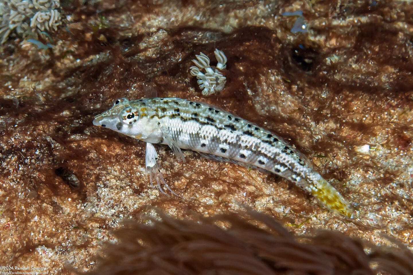 Parapercis cylindrica (Sharpnose Sandperch)