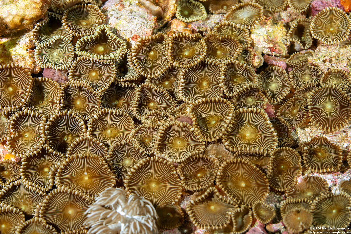 Palythoa heliodiscus (Sunray Zoanthid)