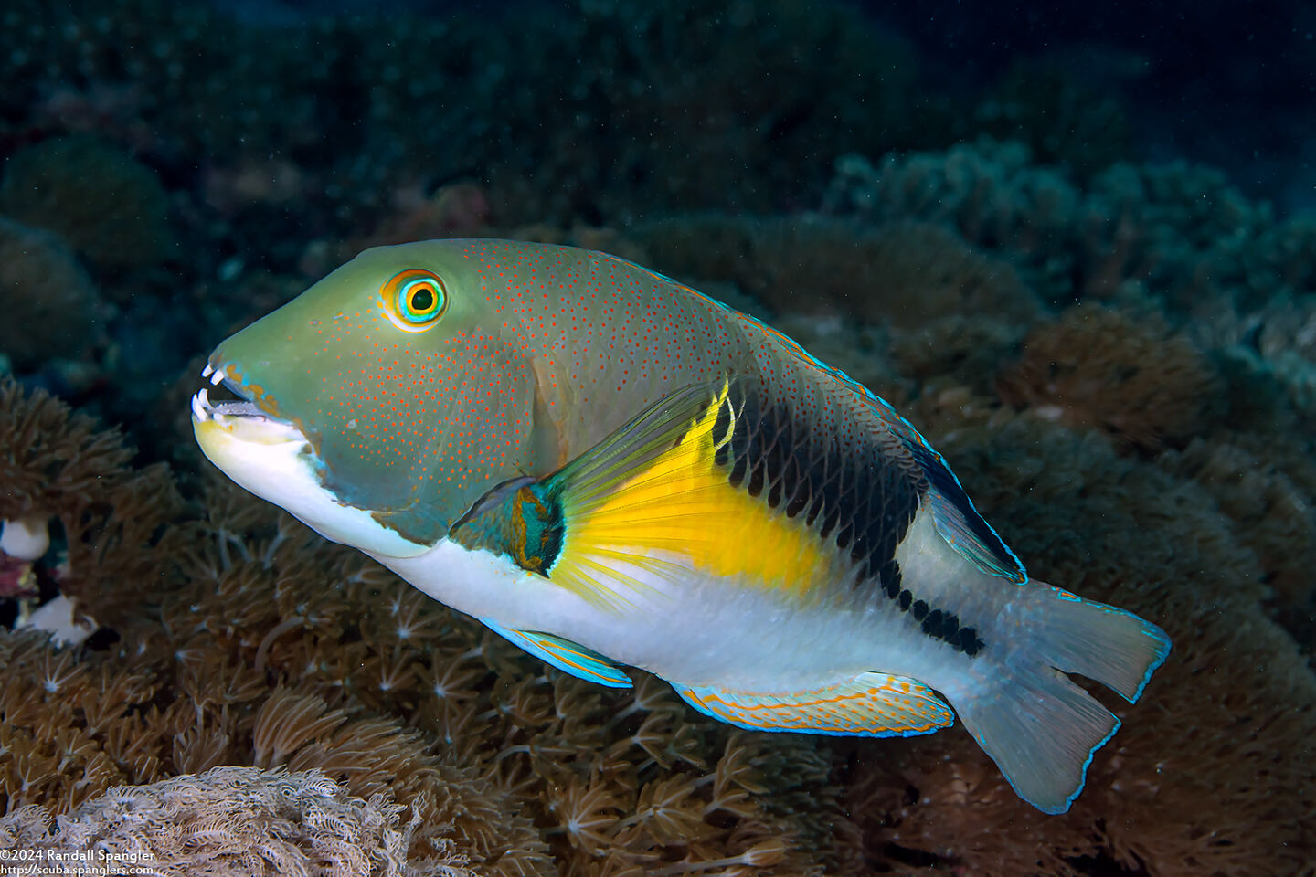 Choerodon anchorago (Anchor Tuskfish)