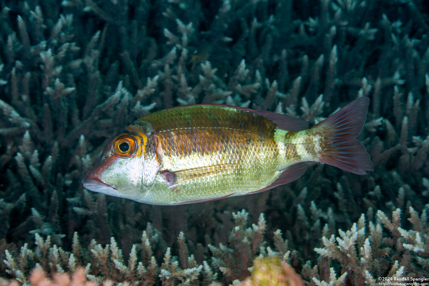 Lethrinius amboinensis (Longfin Emperor)